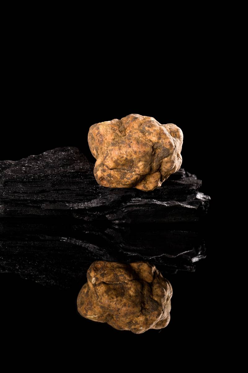 LA TUBER MAGNATUM - TRUFFE BLANCHE D'HIVER