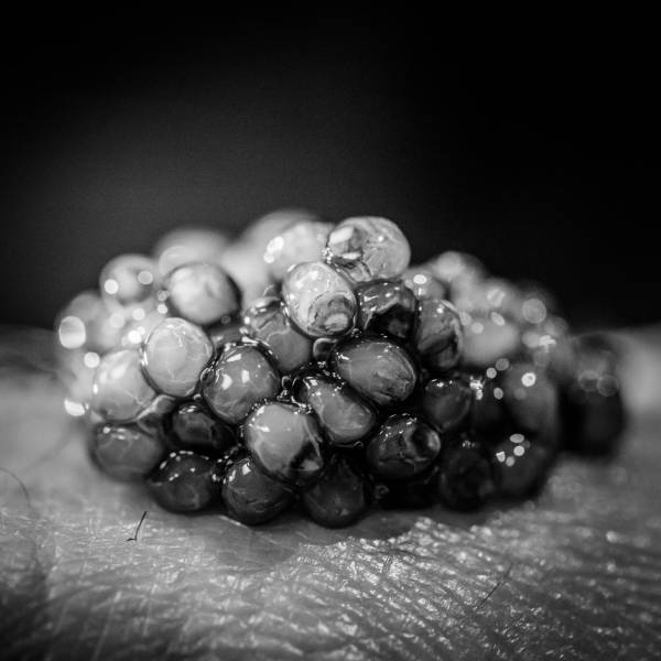 LE CAVIAR STURIA OSCIETRA