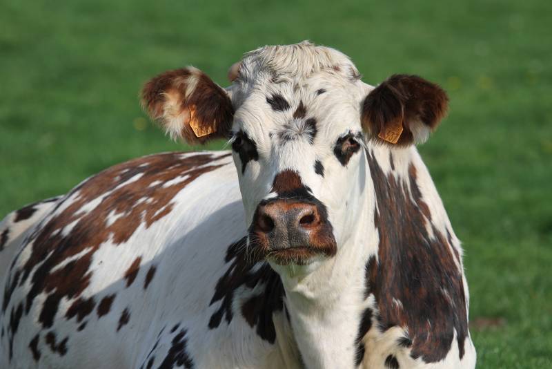 boeuf normande halal a rungis