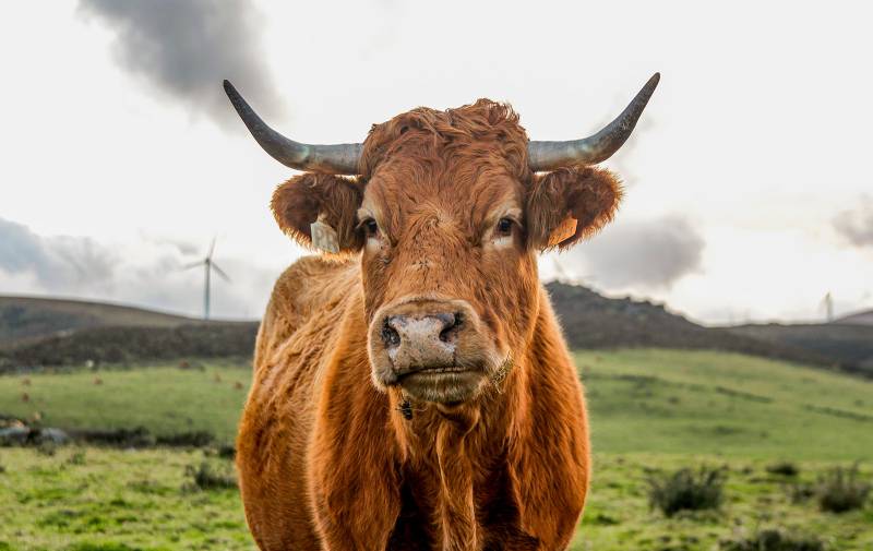 BLONDE DE GALICE HALAL